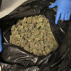 Illicit Marijuana Operations Maine
